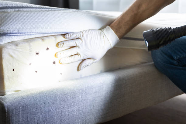 Best Cockroach Control Services  in Yorkshire, VA