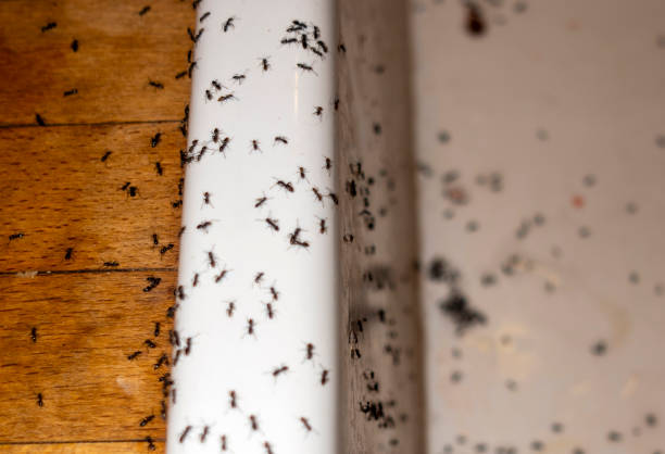Professional Pest Control in Yorkshire, VA