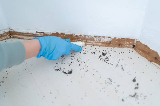 Best Mosquito Control Services  in Yorkshire, VA